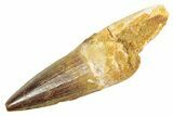 Fossil Spinosaurus Tooth - Real Dinosaur Tooth #363056-1